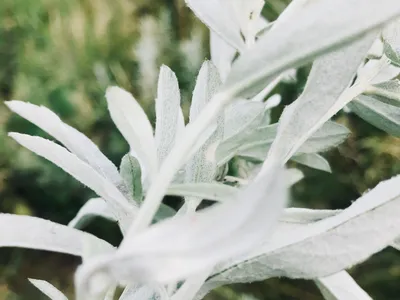 Sage